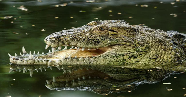 Crocodiles lose half of their jaws after losing to the same type