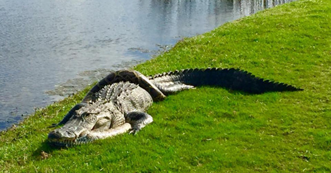 Crocodiles lying motionless with pythons wrapped around the body