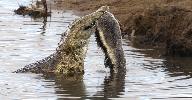 Crocodiles struggling to find a way to eat molasses
