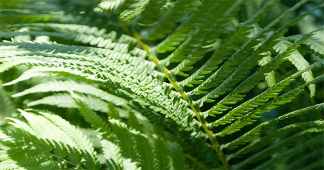 Crops help the house cool on hot days
