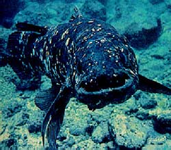 Crossopterygii (Latimeria chalumnar)