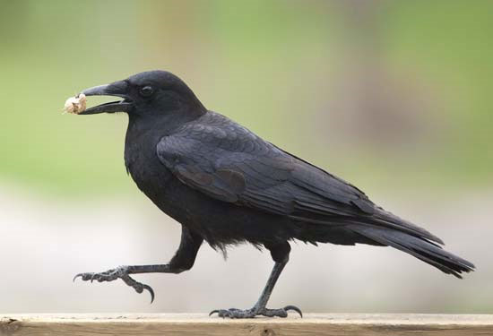 Crow can recognize human voices