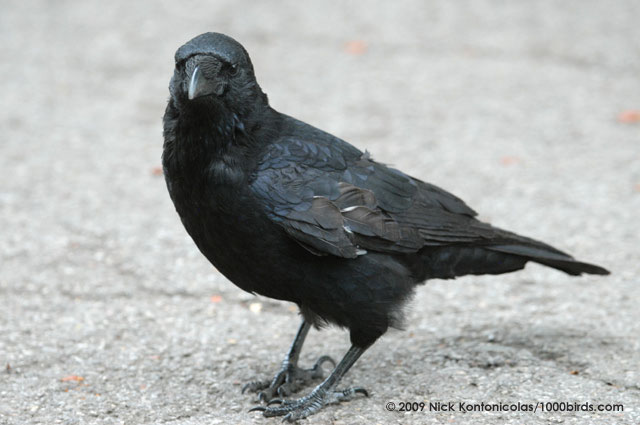 Crow is a tough, long-lasting species