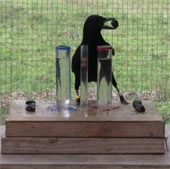 Crows are smart with 7-year-old children