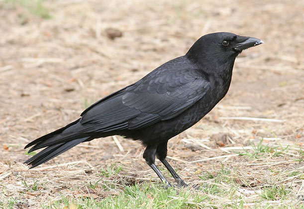 Crows attract mates like people