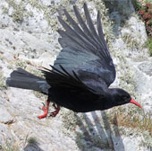 Crows feed the enemy's children to atone