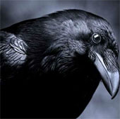 Crows hold secrets about aliens?