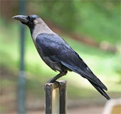Crows use eye contact to transmit information