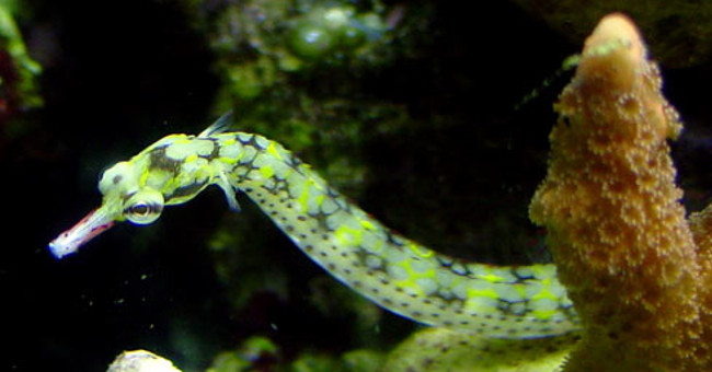 Cruel fish: The father is pregnant and then kills the child
