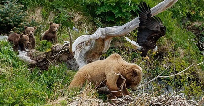 Crumbling into the eagle nest, brown bears are attacked by dust bags