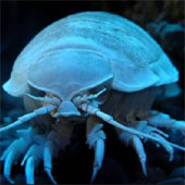 Crustaceans start eating synthetic resin