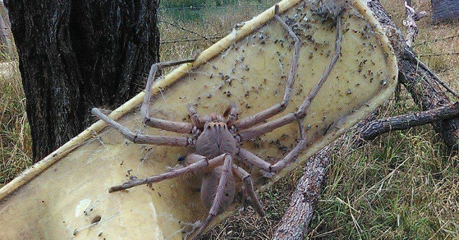 Crying because the giant spider monster is as big as a crab