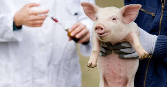 Cuba prepares a series of vaccines against African pig cholera