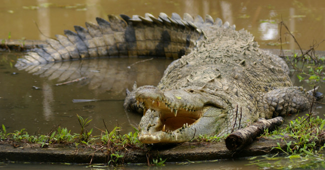 Cuba preserves rare and precious crocodile species of the Americas