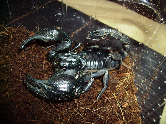 Cuba sells cancer medicines from green scorpion venom