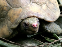 Cuc Phuong's Turtle House