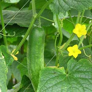 Cucumbers contain growth hormone