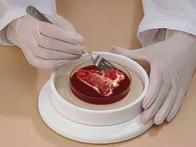 Cultivate cattle meat