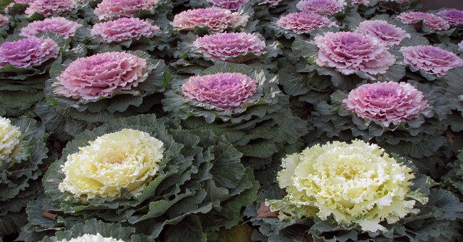 Cultivation and care of cabbage techniques change the style of Tet decoration
