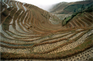 Cultivation culture: There were 100,000 years ago