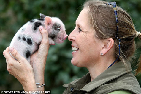 'Cultivation of human organs in pigs' bodies