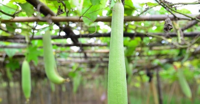 Cultivation of melon plants for high productivity