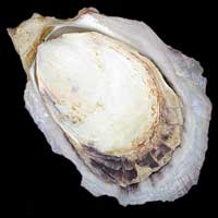 Cultivation of oysters for environmental treatment