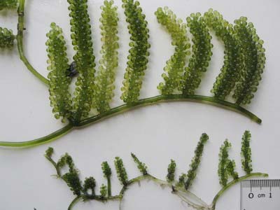 Cultivation of sea grapes: A capital but a few words