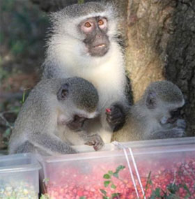 Culture in the monkey world