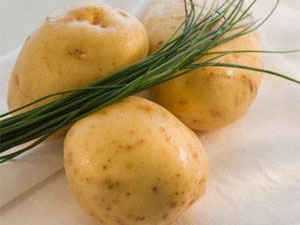 Cultured successfully transgenic potato strains