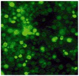 Cultured successfully yeasts detecting explosives