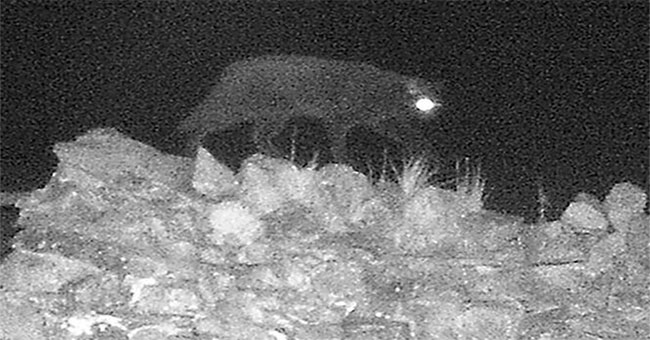 'Cumbria Monster' was first caught on infrared cameras