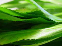 Cure bad breath with leaves