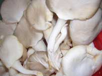 Cure diabetes according to traditional medicine