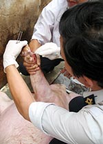 Cure foot and mouth disease of cattle with Anolit