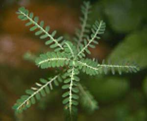 Cure hepatitis B with herbs