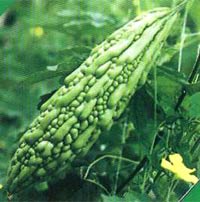 Cure itching with plants