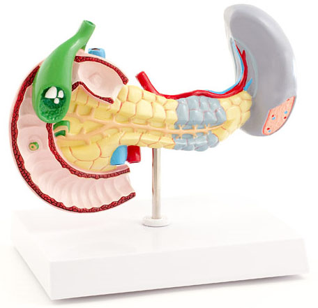 Cure pancreatic cancer