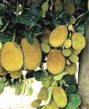 Cure pimples with jackfruit
