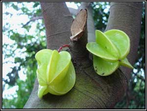 Cure poisoning with star fruit