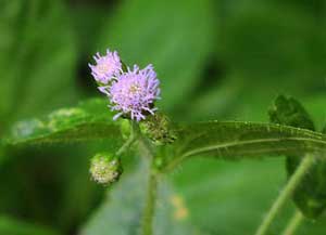 Cure sinusitis with pig's blossoms