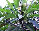 Cure sprains, back pain with flower leaves
