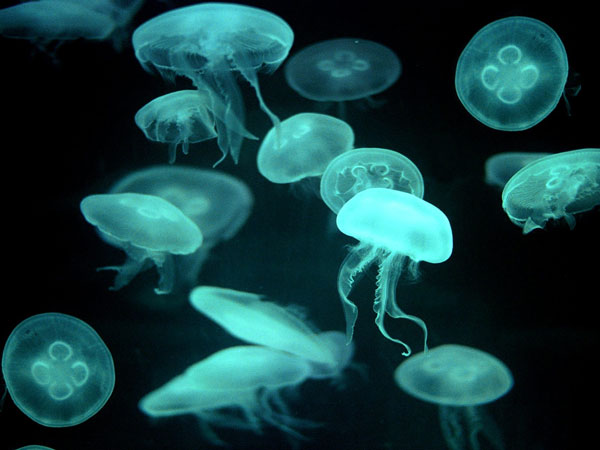 Cure stinging jellyfish