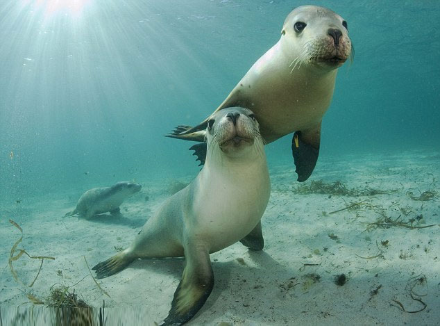 Curious sea lion, posing for the camera