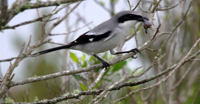 Cute birds have extremely horror hobbies: Pinch the prey on a thorn