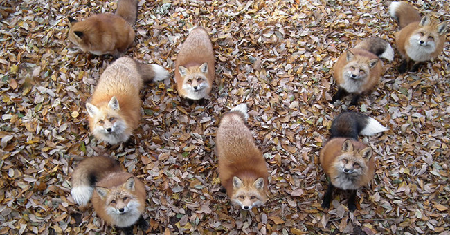 Cute village in Japan