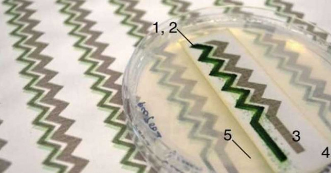 Cyanobacteria can power small electronic devices