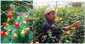 Da Lat: Occurrence of strange and rare flower varieties