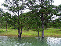 Da Lat pine is standing dead