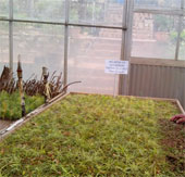 Da Lat: propagation of ancient pine leaves with two flat leaves